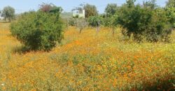 Ferme à Vendre – Région Rabat-Salé