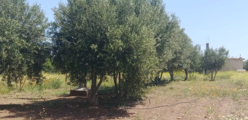 Ferme à Vendre – Région Rabat-Salé